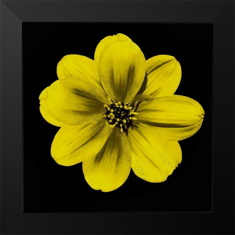 Sepia Floral C1 Black Modern Wood Framed Art Print by Greene, Taylor