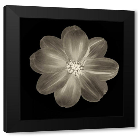 Sepia Floral III Black Modern Wood Framed Art Print with Double Matting by Greene, Taylor
