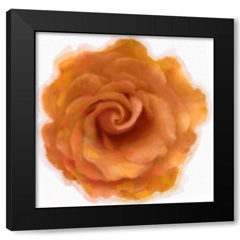 Orange Rose Black Modern Wood Framed Art Print with Double Matting by Greene, Taylor