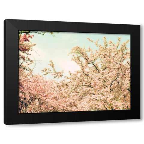 Cream Apple Blossoms Black Modern Wood Framed Art Print with Double Matting by Telik, Tracey