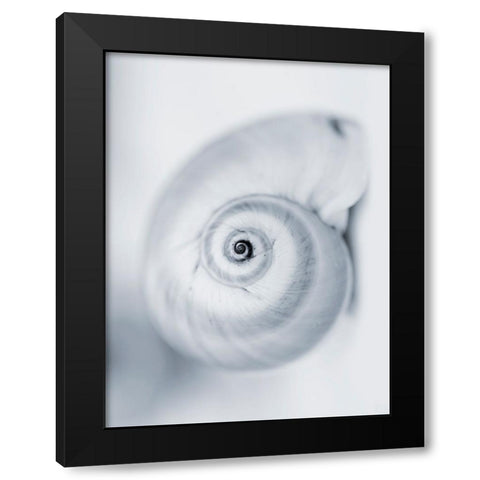 Moon Snail Black Modern Wood Framed Art Print with Double Matting by Telik, Tracey