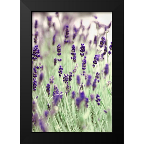 Lavenders In the Field Black Modern Wood Framed Art Print by Telik, Tracey