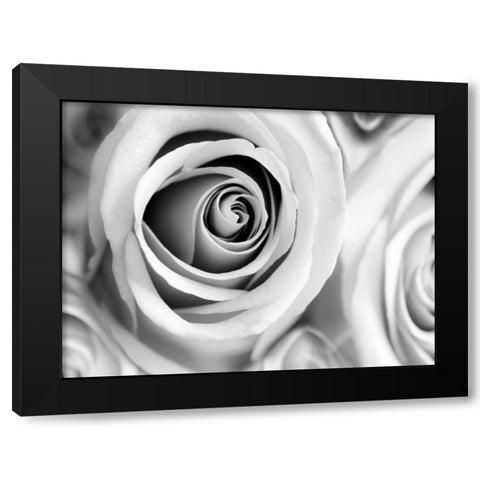 White Noise Rose 1 Black Modern Wood Framed Art Print by Telik, Tracey