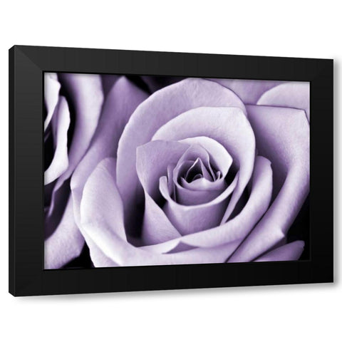 Lavender Rose Black Modern Wood Framed Art Print by Telik, Tracey