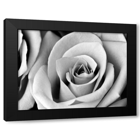 White Noise Rose 2 Black Modern Wood Framed Art Print by Telik, Tracey