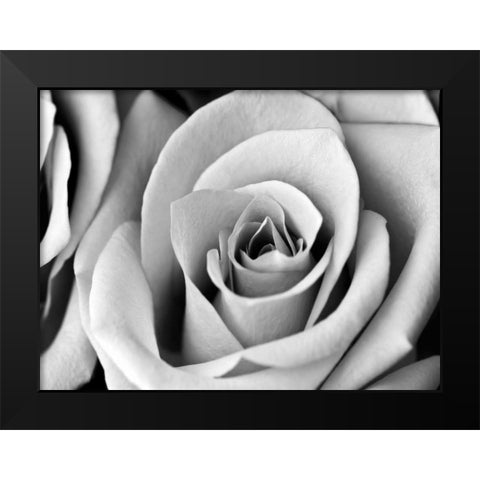 White Noise Rose 2 Black Modern Wood Framed Art Print by Telik, Tracey