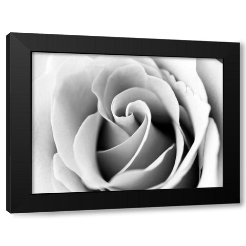 White Noise Rose 3 Black Modern Wood Framed Art Print with Double Matting by Telik, Tracey
