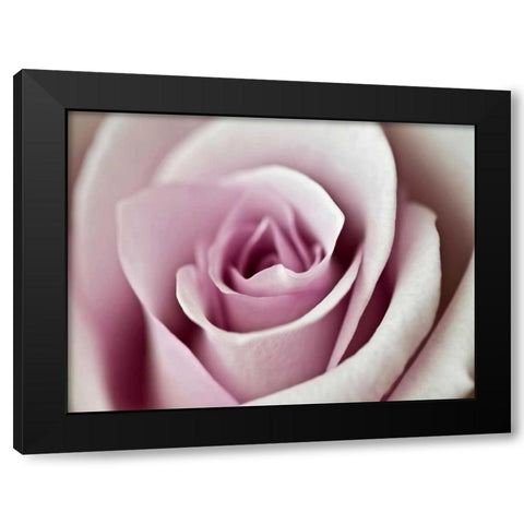 Tender Rose Black Modern Wood Framed Art Print by Telik, Tracey