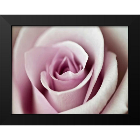 Tender Rose Black Modern Wood Framed Art Print by Telik, Tracey