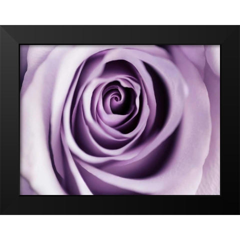 Lavender Bloom Black Modern Wood Framed Art Print by Telik, Tracey
