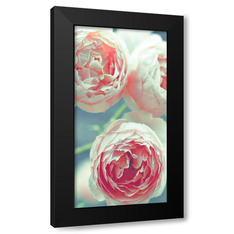 English Roses Black Modern Wood Framed Art Print with Double Matting by Telik, Tracey