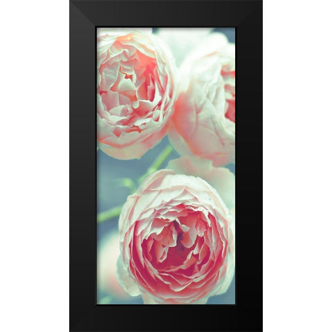 English Roses Black Modern Wood Framed Art Print by Telik, Tracey