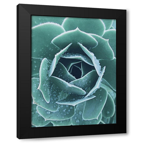 Succulent with Dew 1 Black Modern Wood Framed Art Print by Urban Epiphany