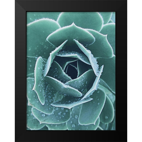 Succulent with Dew 1 Black Modern Wood Framed Art Print by Urban Epiphany
