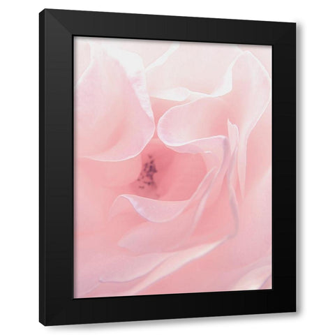 Rose Close Up 2 Black Modern Wood Framed Art Print with Double Matting by Urban Epiphany