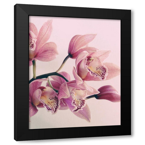 Pink Orchids Black Modern Wood Framed Art Print with Double Matting by Urban Epiphany