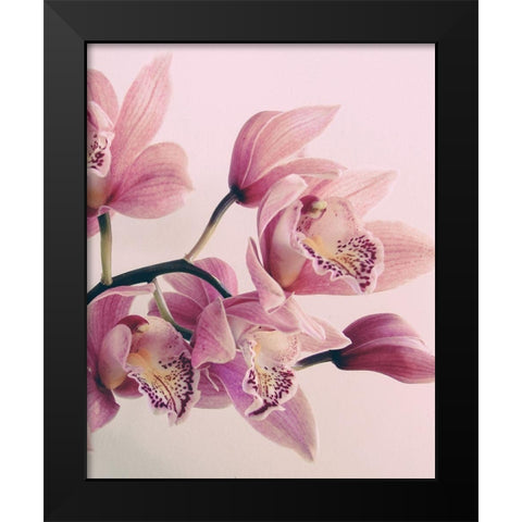 Pink Orchids Black Modern Wood Framed Art Print by Urban Epiphany