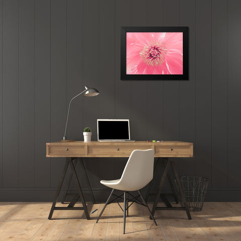 Pink Peony French Macaroon Black Modern Wood Framed Art Print by Urban Epiphany