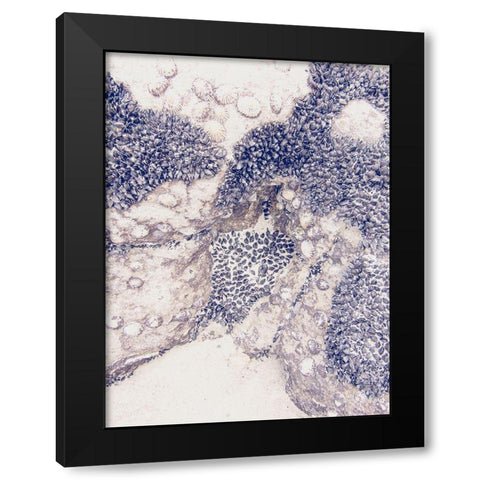 Shells 1 Black Modern Wood Framed Art Print with Double Matting by Urban Epiphany