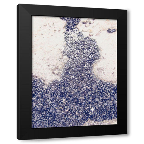 Shells 3 Black Modern Wood Framed Art Print by Urban Epiphany