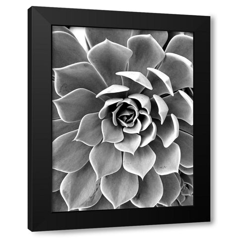 Black White Still Life Black Modern Wood Framed Art Print with Double Matting by Urban Epiphany