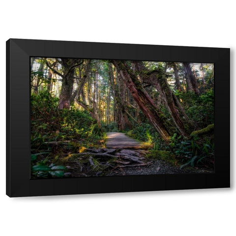 Path In The Forest Black Modern Wood Framed Art Print with Double Matting by Kostka, Vladimir