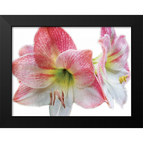 Pink Floral Black Modern Wood Framed Art Print by Unknown