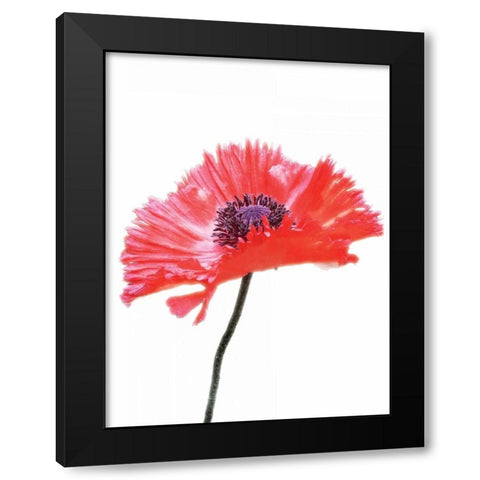 Pink Floral Two Black Modern Wood Framed Art Print by Unknown