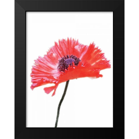 Pink Floral Two Black Modern Wood Framed Art Print by Unknown