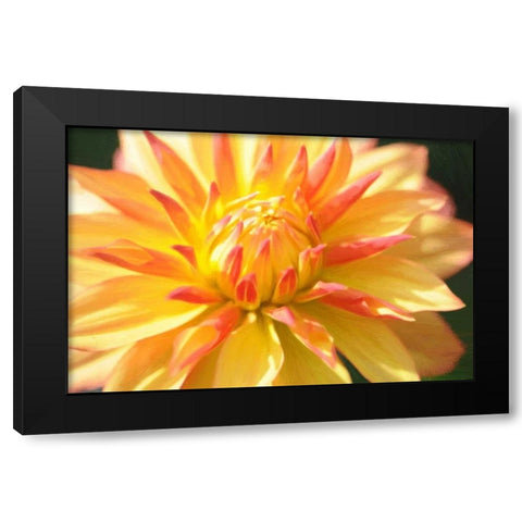 Yellow Orange Dahila 5 Black Modern Wood Framed Art Print with Double Matting by Foschino, Suzanne