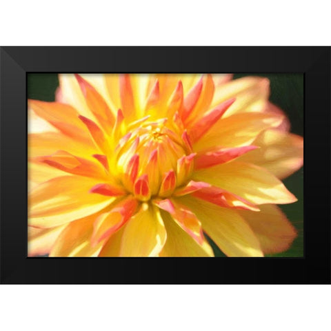Yellow Orange Dahila 5 Black Modern Wood Framed Art Print by Foschino, Suzanne