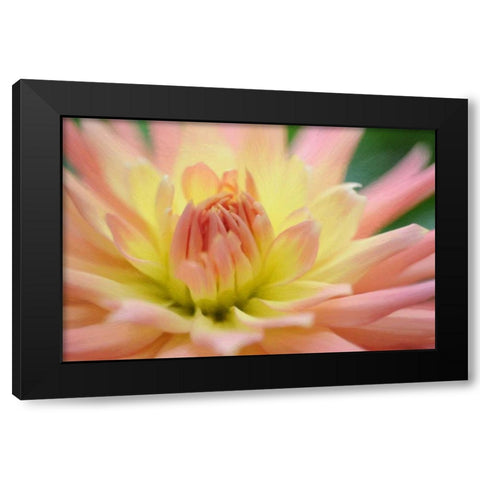 Yellow Orange Dahlia 6 Black Modern Wood Framed Art Print with Double Matting by Foschino, Suzanne