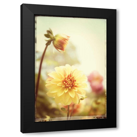 Yellow Orange Dahila Black Modern Wood Framed Art Print by Foschino, Suzanne