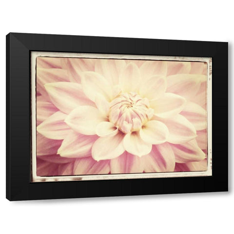 Pink Dahlia 6A Vintage Black Modern Wood Framed Art Print with Double Matting by Foschino, Suzanne