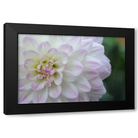 White Purple Tip Dahlia Black Modern Wood Framed Art Print with Double Matting by Foschino, Suzanne