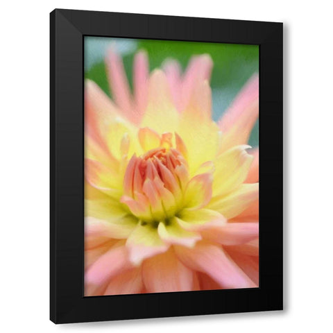 Yellow Orange Dahlia 3 Black Modern Wood Framed Art Print by Foschino, Suzanne