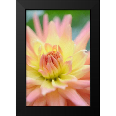 Yellow Orange Dahlia 3 Black Modern Wood Framed Art Print by Foschino, Suzanne
