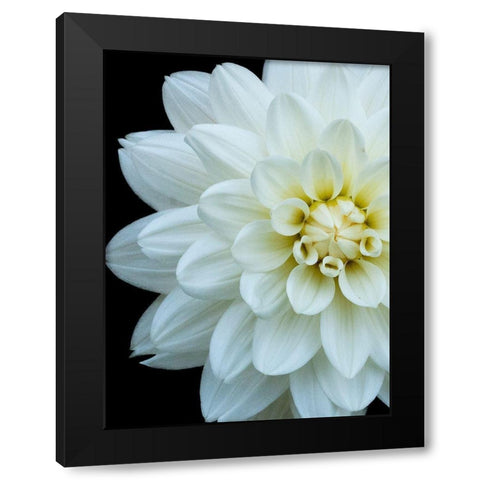 White Dahlia 5 Black Modern Wood Framed Art Print by Foschino, Suzanne