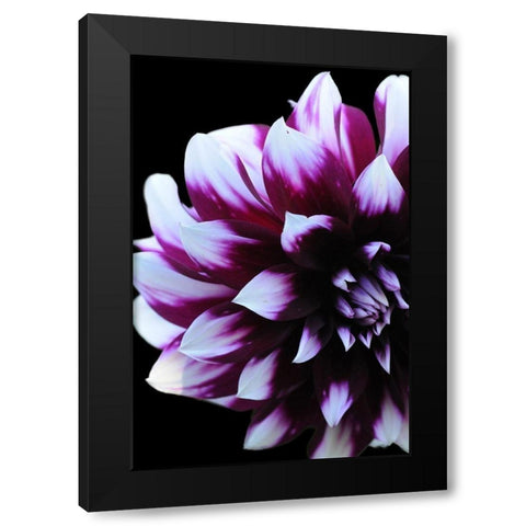 Purple Dahlia 26 Black Modern Wood Framed Art Print by Foschino, Suzanne