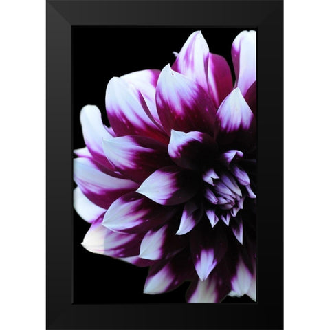 Purple Dahlia 26 Black Modern Wood Framed Art Print by Foschino, Suzanne