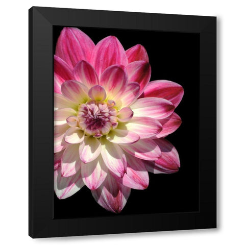 Ombre Dahlia 16 Black Modern Wood Framed Art Print by Foschino, Suzanne