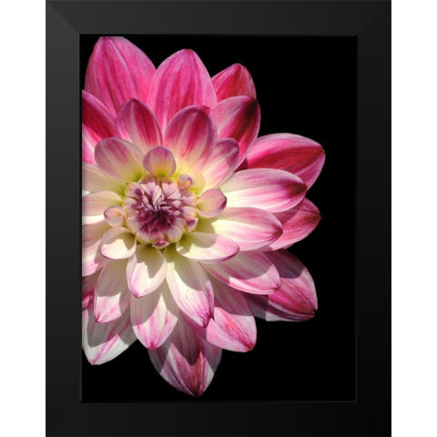 Ombre Dahlia 16 Black Modern Wood Framed Art Print by Foschino, Suzanne