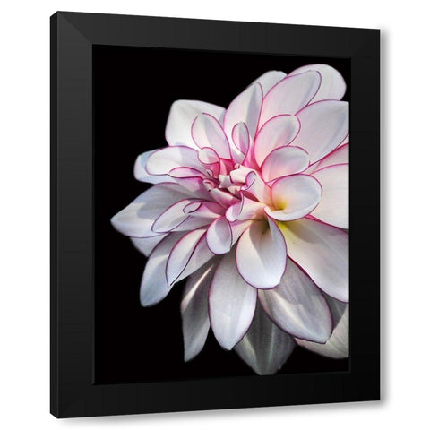 Pale Dahlia 10 Black Modern Wood Framed Art Print by Foschino, Suzanne