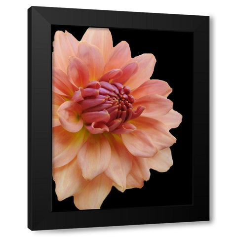 Peach Dahlia 25 Black Modern Wood Framed Art Print by Foschino, Suzanne