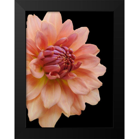 Peach Dahlia 25 Black Modern Wood Framed Art Print by Foschino, Suzanne