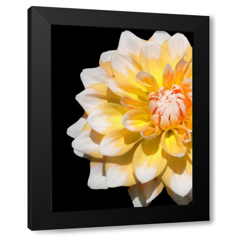 Cheerful Dahlia 28 Black Modern Wood Framed Art Print with Double Matting by Foschino, Suzanne