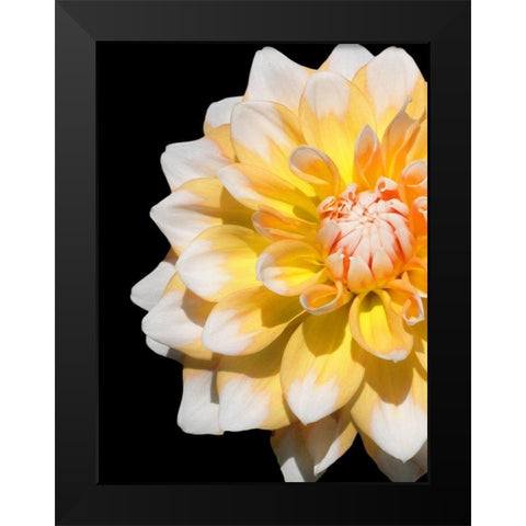 Cheerful Dahlia 28 Black Modern Wood Framed Art Print by Foschino, Suzanne