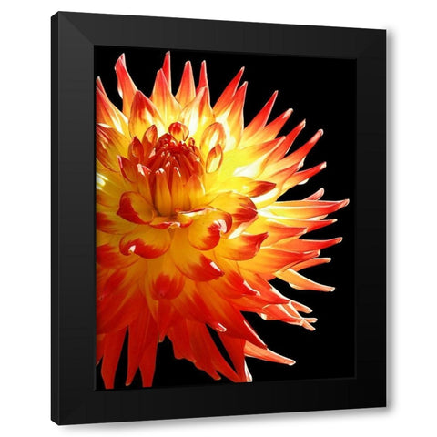 Fire Dahlia 31 Black Modern Wood Framed Art Print by Foschino, Suzanne