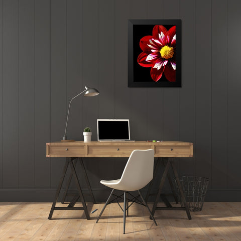 Ruby Dahlia 22 Black Modern Wood Framed Art Print by Foschino, Suzanne