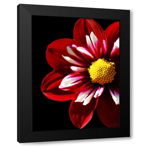 Ruby Dahlia 22 Black Modern Wood Framed Art Print with Double Matting by Foschino, Suzanne